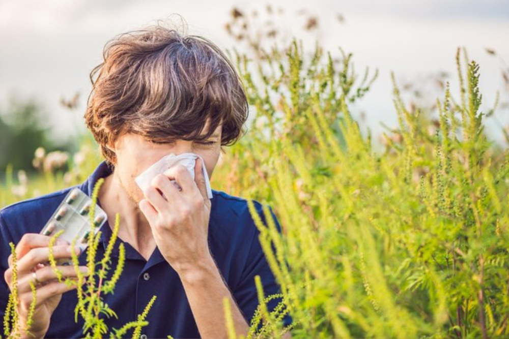 Navigating Grass Allergies: Tips for a Greener, Sneezier Season