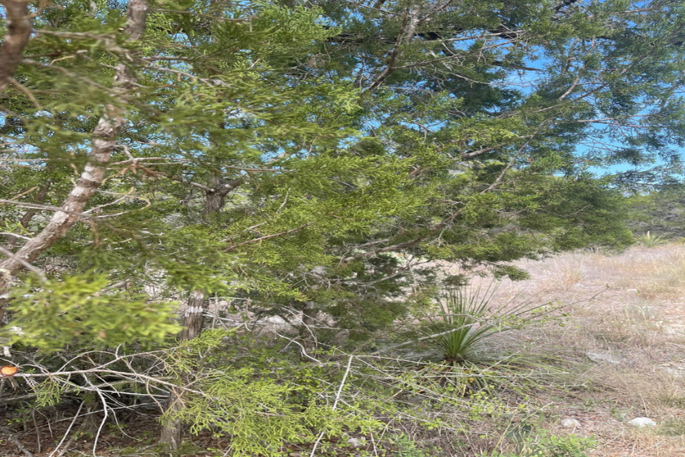 Mountain Cedar Pollen