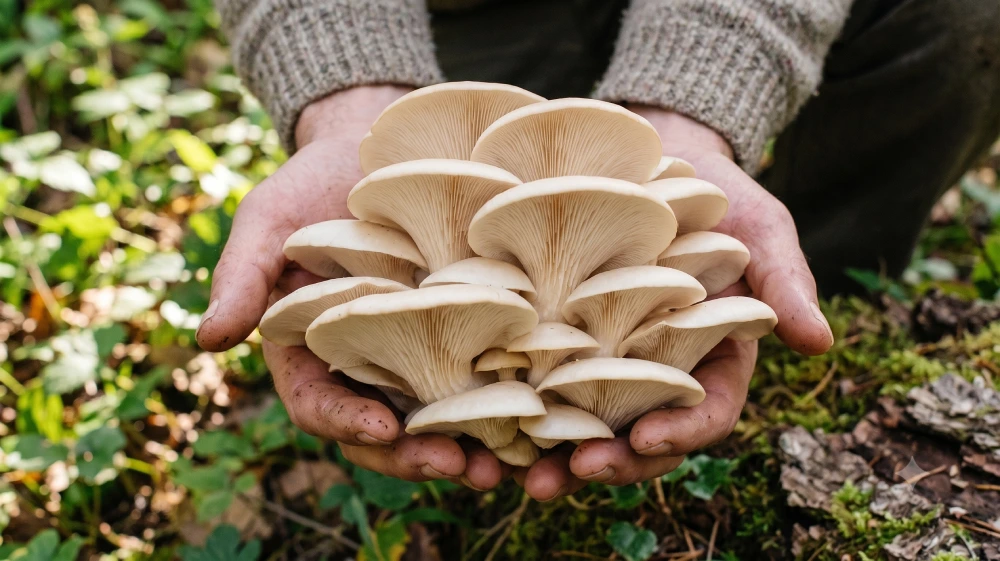 Treatment and Management of a Mushroom Allergy